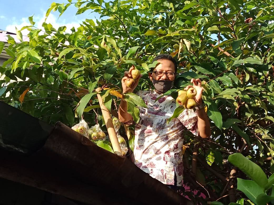 Pemetikan Jambu Oleh Pak Wakil Walikota Jogja