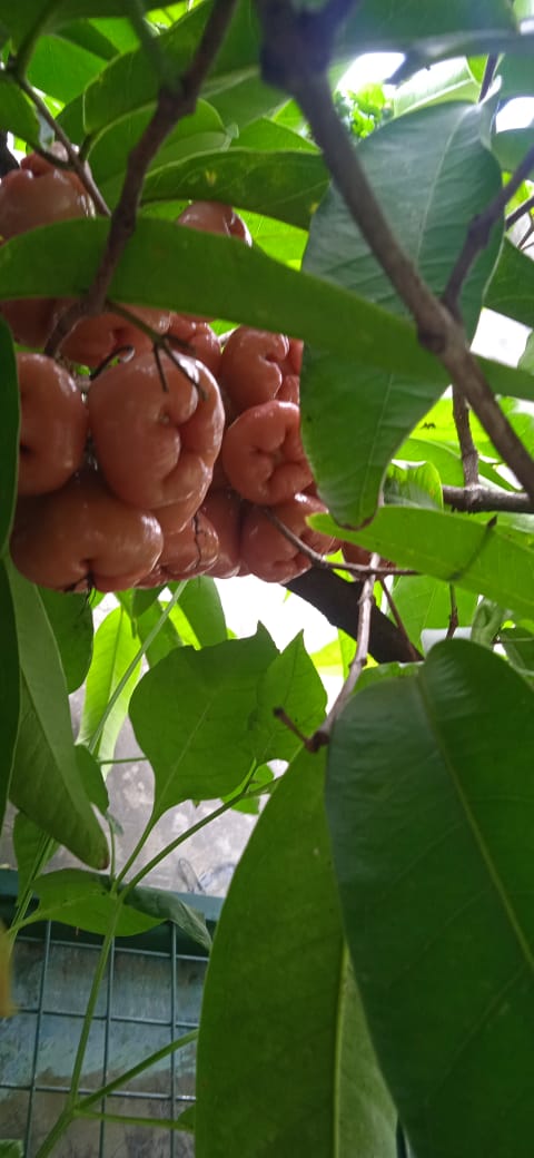 Kampung jambu..dan produknya